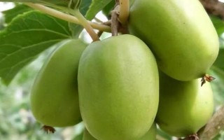 軟棗獼猴桃的種植技術(shù)，一般采用硬枝扦插方法進行育苗