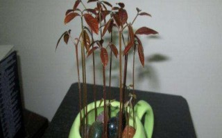 龍眼子盆栽怎么種，選擇PH值在5.4-6.5之間的沙質(zhì)土壤