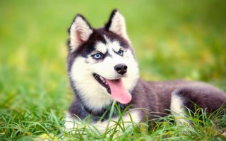 犬布氏桿菌病的診斷要點(diǎn)，以不發(fā)熱體表淋巴結(jié)腫大為特征
