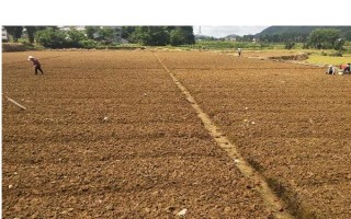 提高花生產(chǎn)量的方法，需輪作換茬、巧施肥料等