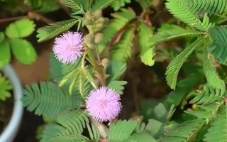 含羞草的水培方法，選擇無(wú)病蟲(chóng)害的小苗水培