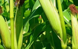 海禾111玉米品種簡介，中抗莖基腐病（1-5級）
