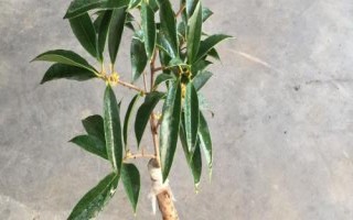 桂花的嫁接技術(shù)，3-5月份以及10月份均可進(jìn)行