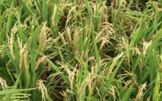 富糯6號(hào)水稻品種簡(jiǎn)介，全生育期140.9天