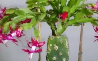 怎么嫁接蟹爪蘭，選取發(fā)育健壯的一生年枝條作為砧木