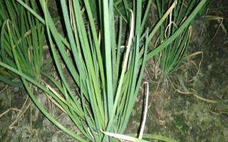 蔥發(fā)白的原因，可能是遭受凍害、缺少水肥等