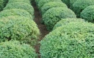 小葉女貞的養(yǎng)殖方法，每周為其澆一次水