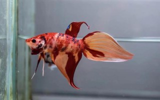 馬尾斗魚如何鑒別公母，公魚的魚鰭較大且長(zhǎng)、母魚的魚鰭較短小