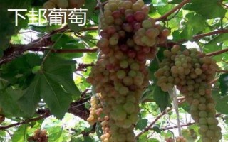 陜西省榆林市的特色水果，包括清澗紅棗和陜北山杏等種類