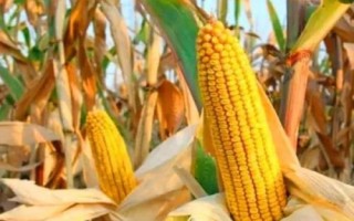 豐墾154玉米種子特征特性，注意防治大斑病