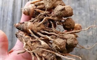 如何讓姜荷花的種球發(fā)芽，埋入土壤中要澆透水