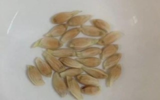 葫蘆苗幾月份種植，3-4月份種植為佳