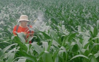 怎么防治玉米的蟲害，輪作倒茬、清潔田園可減少初侵染源
