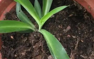 春天吊蘭多少度可發(fā)芽，室內(nèi)的溫度達(dá)到12℃以上即可