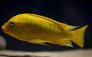 黃金鯛好不好養(yǎng)，飼養(yǎng)難度低適合新手