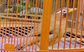 畫眉鳥(niǎo)吃什么能快速增肥，投喂昆蟲是適宜選擇