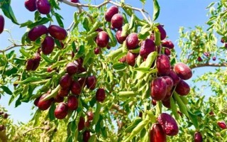我國紅棗的產(chǎn)地，山西、新疆、寧夏、甘肅等地都產(chǎn)紅棗