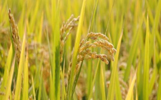 岡1優(yōu)288水稻種子特征特性，平均全生育期153天