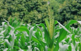 玄育2號(hào)玉米種子介紹，中抗腐霉莖腐病