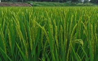 晶兩優(yōu)1212水稻品種的特性，中抗稻瘟病
