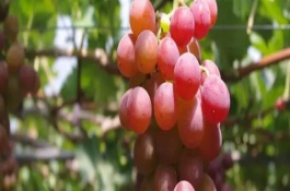 提子有種子嗎，有種子但比較小