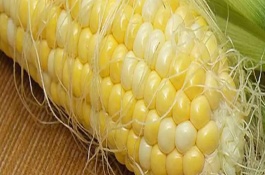 金糯102玉米栽培技術(shù)要點，在中等肥力以上地塊栽培