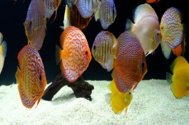 七彩神仙魚是冷水魚嗎，剛出生的前幾天不需要喂食