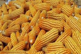 福玉95玉米栽培技術(shù)要點(diǎn)，中抗大斑病5MR