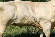 牛吃什么飼料長得快，西門塔爾牛以瘦肉多而聞名