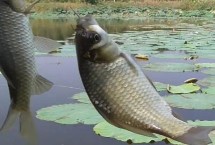 秋季能釣鯽魚嗎，初秋釣鯽魚效果不錯(cuò)
