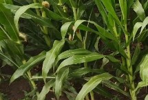 MC198玉米栽培技術(shù)要點(diǎn)，中抗大斑病、禾谷鐮孢穗腐病