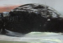 黑瑪麗魚需要加熱棒嗎，適宜的水溫范圍是22-28℃