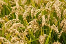 D兩優(yōu)豐占水稻栽培技術(shù)要點，屬兩系雜交秈稻品種