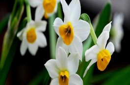 哪些花卉在正月開放，有梅花、水仙花、蟹爪蘭等品種