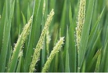 黔豐優(yōu)990水稻栽培技術(shù)要點，精量播種育壯秧