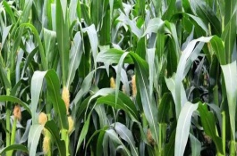 J6518玉米栽培技術(shù)要點，高抗絲黑穗病0%HR