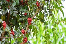花椒樹為什么落葉，秋季8-9月份之間種植最佳