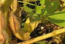 中黃328大豆栽培技術要點，4月下旬至5月初播種