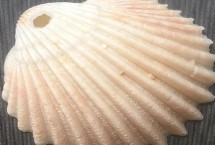 鳥蛤的價值，屬于鳥尾蛤科軟體動物的統(tǒng)稱