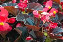 四季常開的花有哪些，常見的有四季海棠、非洲紫羅蘭、扶桑花等