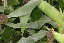 成單719玉米栽培技術(shù)要點，確保密度
