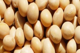 中黃40大豆品種說明，大豆花葉病毒病SC-3中抗