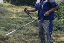 柑橘園雜草如何防控，可用化學藥劑除草也可以草治草
