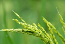 福紅2號水稻栽培技術要點，全生育期早稻128.4天