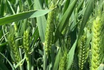 旱麥728小麥栽培技術(shù)要點，播期9月15-25日