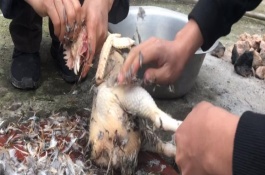 殺雞如何脫毛快而干凈，大概為7.5-8.5兩