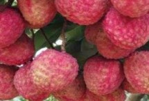 名貴優(yōu)質(zhì)的荔枝介紹，生長周期為90天