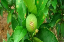 怎么防治柑橘油斑病，定期噴施苯甲嘧菌酯等藥物