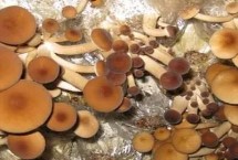 收獲茶樹菇需要注意什么，子實(shí)體形成時(shí)要保持較高的空氣濕度