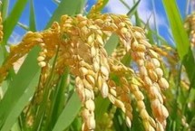 松糧 5 號(hào)水稻栽培技術(shù)要點(diǎn)，并噴施防治穗頸瘟藥劑